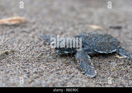 Green sea turtle hatchling facendo per il mare dei Caraibi, il Parco Nazionale di Tortuguero, Costa Rica Foto Stock