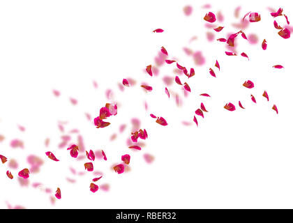 I petali di una rosa rossa volare lontano in distanza. Bianco sfondo isolato. Su uno sfondo sfocato di petali di rosa Foto Stock