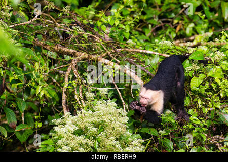 Bianco-faccia di scimmia cappuccino in alberi, Parco Nazionale di Tortuguero, Costa Rica Foto Stock