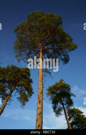 Ashdown Forest, Sussex, Regno Unito, pino silvestre con cielo blu Foto Stock