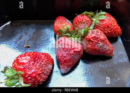 Fragole, stampo, ammuffito, Foto Stock
