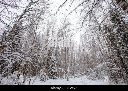 Foresta di inverno Foto Stock