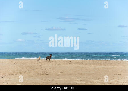 2018, ottobre. Florianópolis, Brasile. Due cani, uno bianco e uno nero e uno presso la spiaggia di Campeche, in Florianopolis, Brasile. Foto Stock
