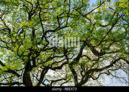 Bellissimo albero corona con serpentina rami e foglie verdi contro un cielo blu. Foto Stock