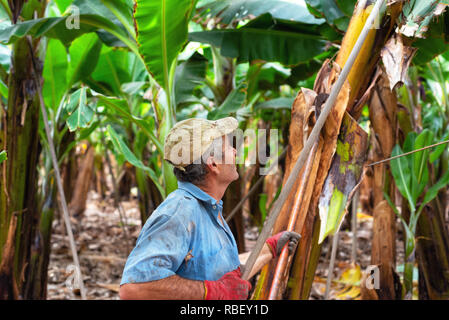 Tenerife, Spagna - 8 Gennaio 2019: i lavoratori il taglio di un grappolo di banane in una piantagione di Tenerife, Isole canarie, Spagna .