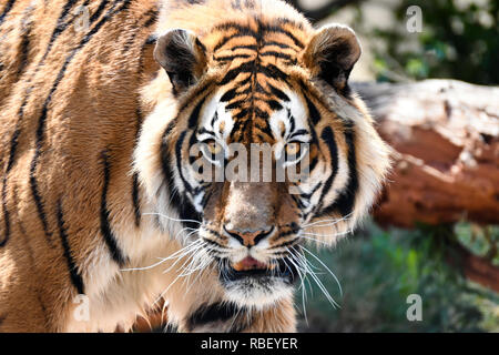 Intensa tigre del Bengala fissare (panthera tigris tigris) Foto Stock