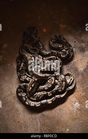Royal Python Temple (Tempio des pitoni) a Ouidah, Benin, Africa. Foto Stock