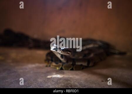 Royal Python Temple (Tempio des pitoni) a Ouidah, Benin, Africa. Foto Stock