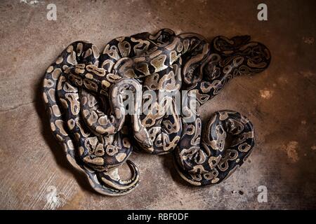 Royal Python Temple (Tempio des pitoni) a Ouidah, Benin, Africa. Foto Stock