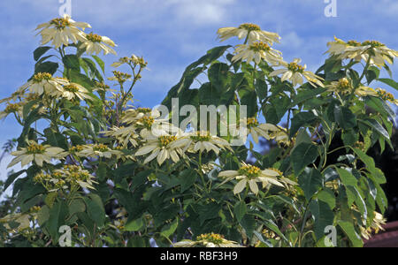 La poinsettia (Euphorbia pulcherrima) (noto anche come stella di Natale) è un arbusto o un piccolo albero. Qui viene mostrato il white poinsettia contro un cielo blu. Foto Stock