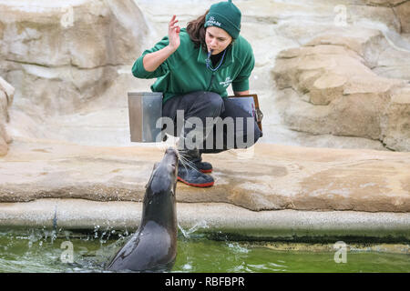 ZSL Whipsnade, Bedfordshire, 10 gen 2019. I leoni di mare ardentemente partecipare al conteggio - c'è il pesce in offerta! La casa di più di 3.500 animali, i custodi del giardino zoologico al Regno Unito il più grande Zoo polveri fuori i loro appunti e calcolatrici, per fare il punto della situazione di ciascun invertebrato, uccelli, pesci, mammiferi, rettili e anfibi. Credito: Imageplotter News e sport/Alamy Live News Foto Stock