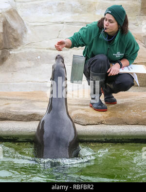 ZSL Whipsnade, Bedfordshire, 10 gen 2019. I leoni di mare ardentemente partecipare al conteggio - c'è il pesce in offerta! La casa di più di 3.500 animali, i custodi del giardino zoologico al Regno Unito il più grande Zoo polveri fuori i loro appunti e calcolatrici, per fare il punto della situazione di ciascun invertebrato, uccelli, pesci, mammiferi, rettili e anfibi. Credito: Imageplotter News e sport/Alamy Live News Foto Stock
