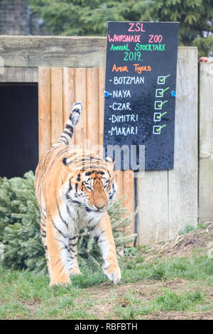 ZSL Whipsnade, Bedfordshire, 10 gen 2019. Tigre di Amur genitori Botzman (maschio) e Naya (femmina) con i loro tre cuccioli Zar, Dimitri e Macari scherzosamente indagare sul noteboard e tratta nel loro recinto. La casa di più di 3.500 animali, i custodi del giardino zoologico al Regno Unito il più grande Zoo polveri fuori i loro appunti e calcolatrici, per fare il punto della situazione di ciascun invertebrato, uccelli, pesci, mammiferi, rettili e anfibi. La casa di più di 3.500 animali, i custodi del giardino zoologico al Regno Unito il più grande Zoo polveri fuori i loro appunti e calcolatrici, per fare il punto della situazione di ciascun invertebrato, uccelli, pesci, mammiferi, rettili e anfibi. Foto Stock