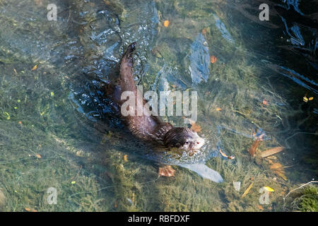 Singapore. Decimo gen, 2019. A 6 settimane di età-liscio rivestito di lontra cucciolo impara a nuotare in una tempesta drenare nei pressi del Fiume Singapore a gennaio 10, 2019. Questa famiglia di liscio rivestito di lontre, comprendente tre adulti e tre cuccioli di lontra, hanno fatto la loro casa in città urbana centro di Singapore. Credito: Quindi Chih Wey/Xinhua/Alamy Live News Foto Stock