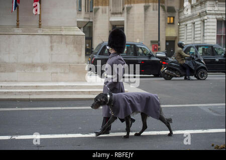 10 Downing Street, Londra, Regno Unito. Il 10 gennaio, 2019. Il Primo Ministro inglese Theresa Maggio accoglie con favore il primo ministro Abe del Giappone di colloqui a Downing Street. La Band e la Guardia d'onore dell'irlandese Guardie marzo torna a Wellington caserme dopo la cerimonia di benvenuto presso il Foreign and Commonwealth Office cortile, guidato dalla mascotte del reggimento Domhnall, salutando il Cenotafio che passano. Credito: Malcolm Park/Alamy Live News. Foto Stock