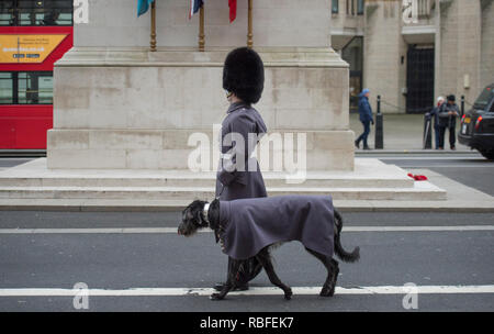 10 Downing Street, Londra, Regno Unito. Il 10 gennaio, 2019. Il Primo Ministro inglese Theresa Maggio accoglie con favore il primo ministro Abe del Giappone di colloqui a Downing Street. La Band e la Guardia d'onore dell'irlandese Guardie marzo torna a Wellington caserme dopo la cerimonia di benvenuto presso il Foreign and Commonwealth Office cortile, guidato dalla mascotte del reggimento Domhnall, salutando il Cenotafio che passano. Credito: Malcolm Park/Alamy Live News. Foto Stock