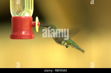 Una femmina di Ruby Throated Hummingbird bere da un alimentatore Foto Stock