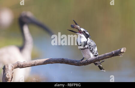 Pied Kingfisher (Ceryle rudis) tossing pesce o preda nel becco pronto a mangiare mentre appollaiato su un ramo a Intaka Island a Cape Town, Sud Africa Foto Stock