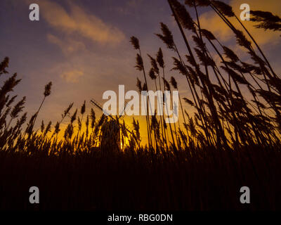 Mulino a vento di Cley e riserva naturale di Cley Marshes sulla costa nord del Norfolk Foto Stock