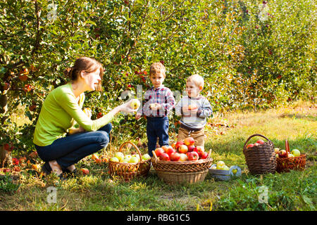 Ragazze e ragazzi con insegnanti raccolta di mele da un albero nel giardino di organico, natura lezione ed escursione, biologia e apprendimento alimentare Foto Stock