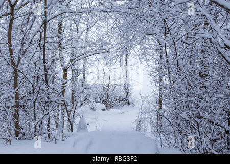 Bellissima vista della coperta di neve alberi, percorso e passaggi in un bosco innevato in un giorno nuvoloso in inverno a Tampere, in Finlandia. Foto Stock