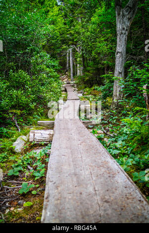 Una splendida vista della foresta nel parco nazionale di Acadia, Maine Foto Stock