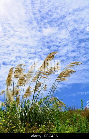 Tall golden erbe che crescono in un parco regionale, contro luminose blu cielo con interessanti formazioni di nubi Foto Stock