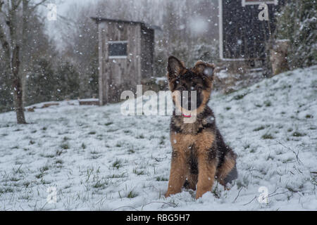 Un simpatico pastore tedesco cucciolo seduto nella neve all'esterno. Foto Stock