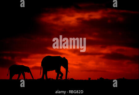 Gli elefanti. / Tramonto ALLALBA immagini mostrano in Africa la ricca fauna stagliano durante l inizio e la fine della giornata quando la luce raggiunge il suo perfetto stato di illuminazione. Un ippopotamo è mostrato in agguato in acqua, mentre altre fotografie mozzafiato dare un intimo scorcio di leoni, giraffe, Kudu, flamingo, elefanti, leopardi, Rhino's e zebre in questa bella stagliano tecnica. Evan di un nugolo di pipistrelli può essere visto volare attraverso il tramonto Africano. Altre foto di drammatico di tutta l'Africa australe e orientale mostrano un ferito gnu eludere un fuoco che ha spazzato attraverso Foto Stock