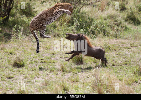 Un terrorizzato warthog la lotta disperata di sfuggire dalle grinfie di un affamato di gravidanza leopard è stato catturato in una serie di fantastici scatti. Immagini incredibili mostra il 130-pound leopard stalking la sua preda in un boschetto di boccole prima dell'warthog diventa consapevole del fatto che è in procinto di diventare la cena e compie una corsa per l'IT. Purtroppo per il warthog la sua velocità non è adatto per quella del predatore che rapidamente le catture fino e pounces prima di gustare un pasto meritato. Il suggestivo incontro fu catturato a Masai Mara, Kenya, da camp manager Peter Thompson (29) da Townsville, Australia. Pete Foto Stock