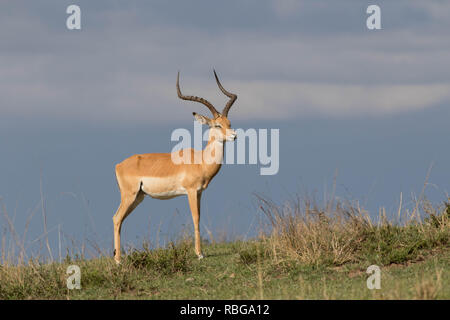 Thomson Gazelle at Masai Mara riserva nazionale Foto Stock