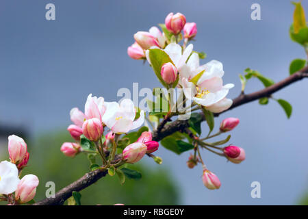 Apple tree blossoms con petali di rosa su un ramo. Foto Stock