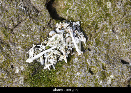 Möwengewölle, Möwen-Gewölle, Gewölle einer Möwe am Strand mit Knochen, Muschel- und Schnecken-Schalenreste, pellet, di gabbiano, gabbiani, Foto Stock