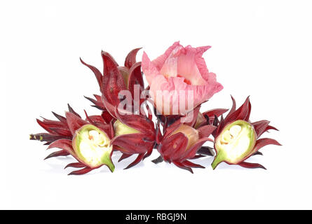 Roselle hibiscus su sfondo bianco Foto Stock