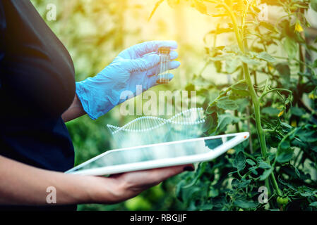 Donna scienziato ingegnere genetico con un tablet test di impianto per la presenza della modificazione genetica. Prodotti privi di OGM e di organismi Foto Stock