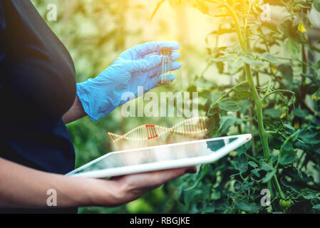 Donna scienziato ingegnere genetico con un tablet test di impianto per la presenza della modificazione genetica. Prodotti OGM e organismi Foto Stock