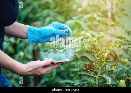 Donna scienziato ingegnere genetico con un tablet test di impianto per la presenza della modificazione genetica. Prodotti OGM e organismi Foto Stock