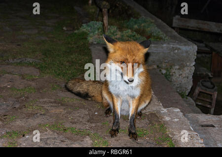 Wild montagna fox Foto Stock