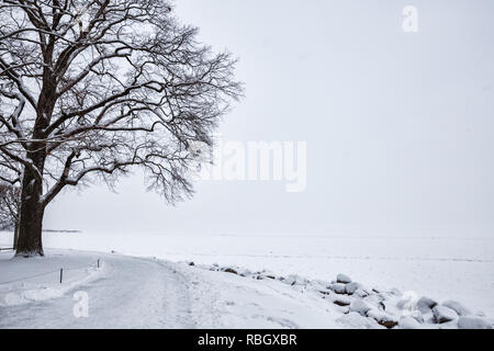 Grande vecchio albero sulle rive del Golfo di Finlandia in inverno nevicata Foto Stock