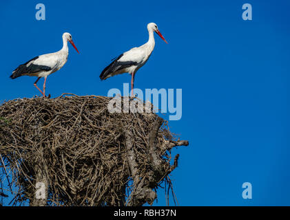 Cicogne sulla parte superiore del nido contro il cielo blu Foto Stock
