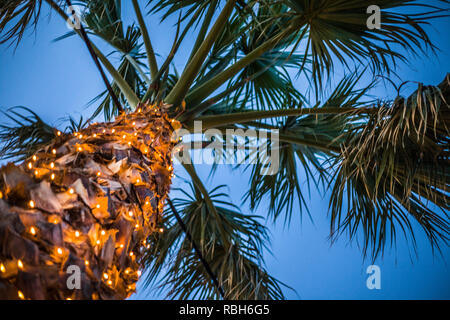 Verso l'alto colpo di alta palma sotto il cielo blu. Piccolo LED scintillanti luci attorno al tronco. Filo del cavo appeso a bassa sotto le foglie. Venue progettazione IDE Foto Stock