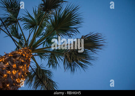 Alta Palma in vista dell'angolo sotto il cielo blu. Piccolo LED scintillanti luci di avvolgere la trama squamosa Trunk. Filo del cavo appeso in basso sotto la foglia Fr Foto Stock