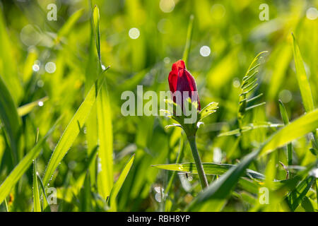 Gemma di un rosso fiore di anemone vicino fino in erba su una offuscata erba verde sullo sfondo Foto Stock