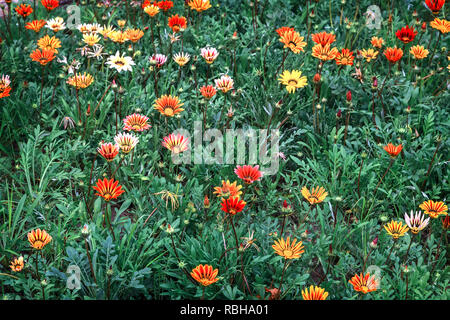 Sul letto di fiori nel giardino sbocciano fiori di diversi colori, assimilabile alla forma di una margherita. Foto Stock