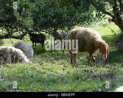 Un gregge di pecore pascola in un campo verde pascolo fotografato in Israele in gennaio Foto Stock
