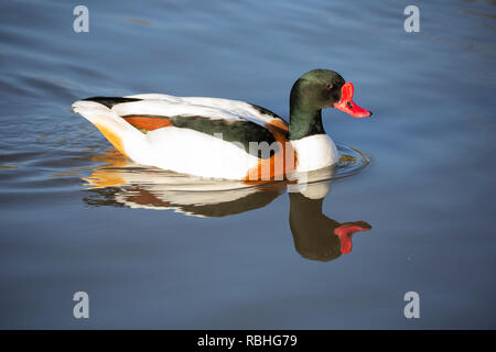 Comune, Shelduck Tadorna tadorna, Gloucestershire, Regno Unito Foto Stock