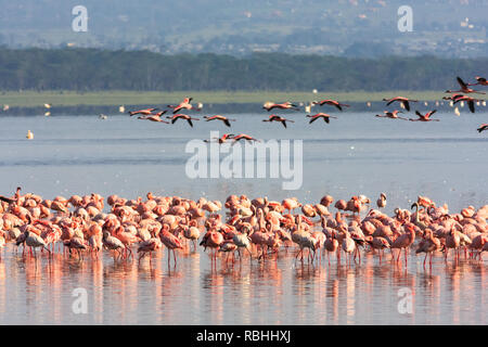 Fenicotteri rosa da Nakuru. Kenya, Africa Foto Stock