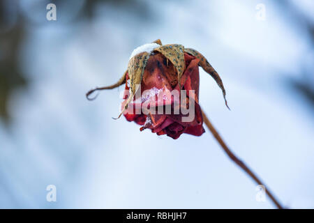 Bella rosa ricoperte di neve. Neve si trova su una rosa congelati. Una grande rosa rossa coperte di neve. Foto Stock