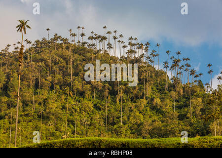 El Bosque de Las Palmas paesaggi di palme in Valle Cocora vicino Salento Quindio in Colombia Sud America Foto Stock