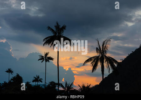 El Bosque de Las Palmas paesaggi di palme in Valle Cocora vicino Salento Quindio in Colombia Sud America Foto Stock